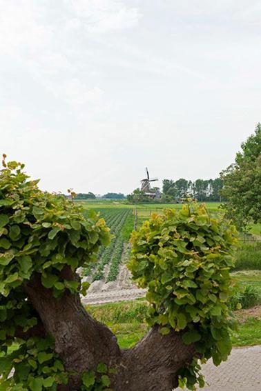 Lauwersstate * Paesens